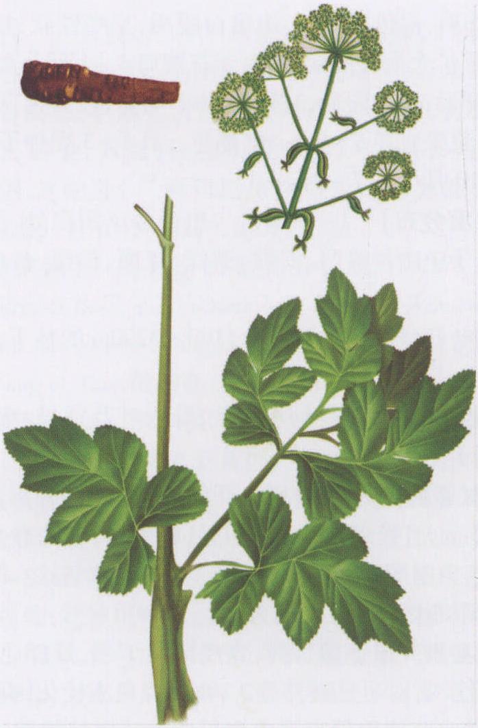 大牛尾七